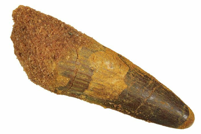 Fossil Spinosaurus Tooth - Real Dinosaur Tooth #298065